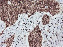Invitrogen RASSF8 Monoclonal Antibody (OTI3F7) 100 &mu;L; Unconjugated:Antibodies,