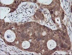 Invitrogen RASSF8 Monoclonal Antibody (OTI3F7) 100 &mu;L; Unconjugated:Antibodies,