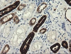 Invitrogen TRIM45 Monoclonal Antibody (OTI4F1) 100 &mu;L; Unconjugated:Antibodies,