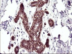 Invitrogen RASSF8 Monoclonal Antibody (OTI1F5) 100 &mu;L; Unconjugated:Antibodies,
