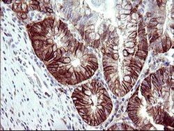 Invitrogen RASSF8 Monoclonal Antibody (OTI1F5) 100 &mu;L; Unconjugated:Antibodies,