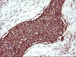 Invitrogen RASSF8 Monoclonal Antibody (OTI1F5) 100 &mu;L; Unconjugated:Antibodies,