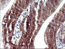 Invitrogen RASSF8 Monoclonal Antibody (OTI1F5) 100 &mu;L; Unconjugated:Antibodies,