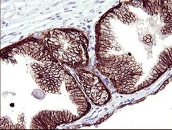 Invitrogen RASSF8 Monoclonal Antibody (OTI1F5) 100 &mu;L; Unconjugated:Antibodies,