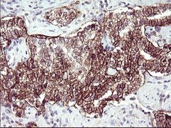 Invitrogen RASSF8 Monoclonal Antibody (OTI1F5) 100 &mu;L; Unconjugated:Antibodies,