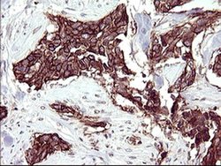 Invitrogen RASSF8 Monoclonal Antibody (OTI1F5) 100 &mu;L; Unconjugated:Antibodies,
