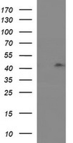 Invitrogen RASSF8 Monoclonal Antibody (OTI1F5) 100 &mu;L; Unconjugated:Antibodies,