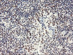 Invitrogen SESTD1 Monoclonal Antibody (OTI2E7) 100 &mu;L; Unconjugated:Antibodies,