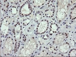 Invitrogen SESTD1 Monoclonal Antibody (OTI2E7) 100 &mu;L; Unconjugated:Antibodies,