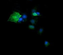 Invitrogen DPCD Monoclonal Antibody (OTI8A12) 100 &mu;L; Unconjugated:Antibodies,