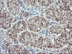 Invitrogen DPCD Monoclonal Antibody (OTI8A12) 100 &mu;L; Unconjugated:Antibodies,