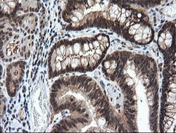 Invitrogen LZIC Monoclonal Antibody (OTI5E3) 100 &mu;L; Unconjugated:Antibodies,