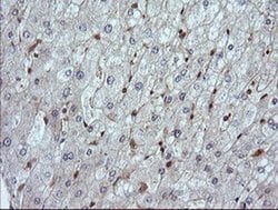 Invitrogen LZIC Monoclonal Antibody (OTI5E3) 100 &mu;L; Unconjugated:Antibodies,