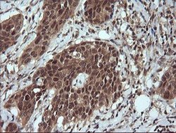 Invitrogen LZIC Monoclonal Antibody (OTI5E3) 100 &mu;L; Unconjugated:Antibodies,