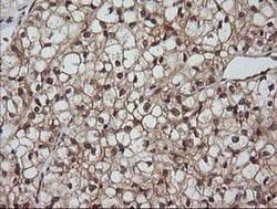 Invitrogen LZIC Monoclonal Antibody (OTI5E3) 100 &mu;L; Unconjugated:Antibodies,