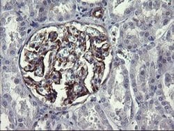 Invitrogen TRIM38 Monoclonal Antibody (OTI16D9) 100 &mu;L; Unconjugated:Antibodies,