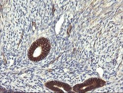Invitrogen TRIM38 Monoclonal Antibody (OTI16D9) 100 &mu;L; Unconjugated:Antibodies,