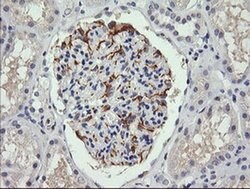 Invitrogen C4orf22 Monoclonal Antibody (OTI1A6) 100 &mu;L; Unconjugated:Antibodies,