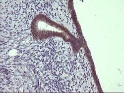 Invitrogen C4orf22 Monoclonal Antibody (OTI1A6) 100 &mu;L; Unconjugated:Antibodies,
