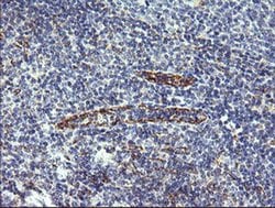 Invitrogen C4orf22 Monoclonal Antibody (OTI1A6) 100 &mu;L; Unconjugated:Antibodies,