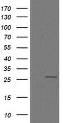 Invitrogen C4orf22 Monoclonal Antibody (OTI1A6) 100 &mu;L; Unconjugated:Antibodies,