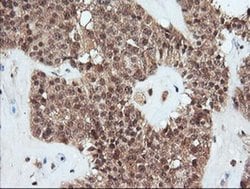 Invitrogen PARVA Monoclonal Antibody (OTI1H2) 100 &mu;L; Unconjugated:Antibodies,
