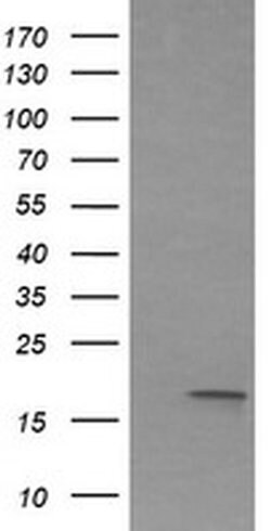 Invitrogen IL1F9 Monoclonal Antibody (OTI6E4) 100 μL; Unconjugated:Antibodies,
