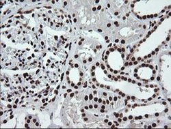 SAE1 Monoclonal Antibody (OTI1G8):Antibodies, Monoclonal