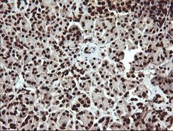 SAE1 Monoclonal Antibody (OTI1G8):Antibodies, Monoclonal