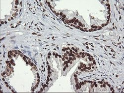 SAE1 Monoclonal Antibody (OTI1G8):Antibodies, Monoclonal