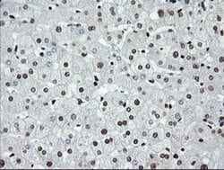 SAE1 Monoclonal Antibody (OTI1G8):Antibodies, Monoclonal
