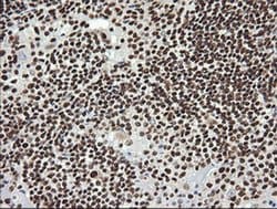 SAE1 Monoclonal Antibody (OTI1G8):Antibodies, Monoclonal
