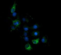 Invitrogen Kallikrein 8 Monoclonal Antibody (OTI1D2) 100 &mu;L; Unconjugated:Antibodies,