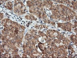 Invitrogen Kallikrein 8 Monoclonal Antibody (OTI1D2) 100 &mu;L; Unconjugated:Antibodies,