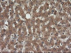 Invitrogen Kallikrein 8 Monoclonal Antibody (OTI1D2) 100 &mu;L; Unconjugated:Antibodies,