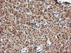 Invitrogen Kallikrein 8 Monoclonal Antibody (OTI1D2) 100 &mu;L; Unconjugated:Antibodies,