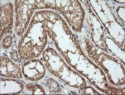 Invitrogen Kallikrein 8 Monoclonal Antibody (OTI1D2) 100 &mu;L; Unconjugated:Antibodies,