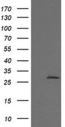 Invitrogen Kallikrein 8 Monoclonal Antibody (OTI1D2) 100 &mu;L; Unconjugated:Antibodies,