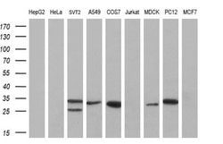 Invitrogen Kallikrein 8 Monoclonal Antibody (OTI1D2) 100 &mu;L; Unconjugated:Antibodies,