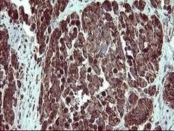 Invitrogen COX6C Monoclonal Antibody (OTI4A5) 100 &mu;L | Buy Online | Invitrogen&trade; | Fisher Scientific