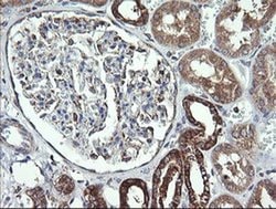 Invitrogen COX6C Monoclonal Antibody (OTI4B11) 100 &mu;L; Unconjugated:Antibodies,