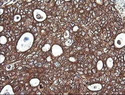 Invitrogen COX6C Monoclonal Antibody (OTI4B11) 100 &mu;L; Unconjugated:Antibodies,