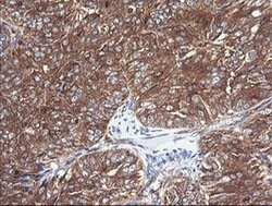 Invitrogen COX6C Monoclonal Antibody (OTI4B11) 100 &mu;L; Unconjugated:Antibodies,