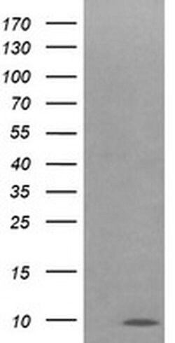 Invitrogen COX6C Monoclonal Antibody (OTI4B11) 100 &mu;L; Unconjugated:Antibodies,