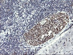 Invitrogen RFC4 Monoclonal Antibody (OTI1A8) 100 &mu;L | Buy Online | Invitrogen&trade; | Fisher Scientific