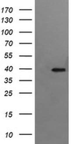 Invitrogen RFC4 Monoclonal Antibody (OTI1A8) 100 &mu;L | Buy Online | Invitrogen&trade; | Fisher Scientific