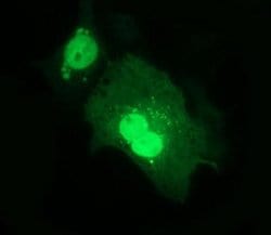 Invitrogen ERG Monoclonal Antibody (OTI8A9) 100 &mu;L; Unconjugated:Antibodies,
