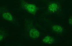 Invitrogen ERG Monoclonal Antibody (OTI8A9) 100 &mu;L; Unconjugated:Antibodies,
