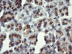 Invitrogen ERG Monoclonal Antibody (OTI8A9) 100 &mu;L; Unconjugated:Antibodies,