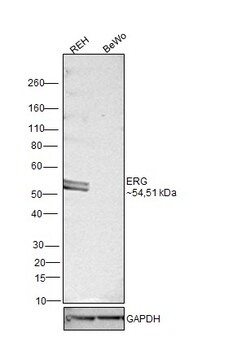 Invitrogen ERG Monoclonal Antibody (OTI8A9) 100 &mu;L; Unconjugated:Antibodies,